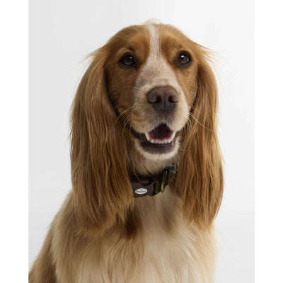 Barbour Tartan Printed Dog Collar Classic Tartan